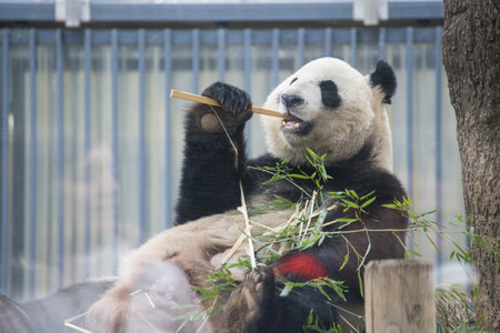 Ueno, Japan - February 24, 2016 : Giant panda bear eating fresh bamboo at Ueno zoo, landscapeのeditorial素材