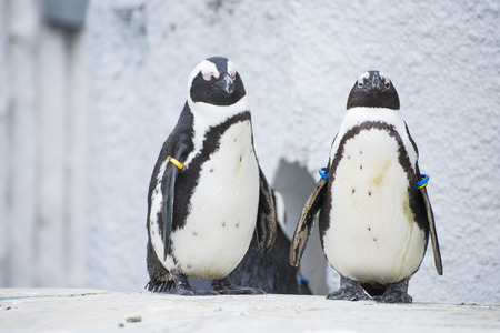 Humboldt penguins at zoo, animal