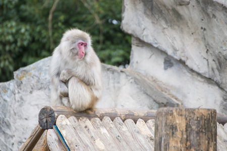 macaca fuscata or Japanese macaque at zoo, animalの写真素材