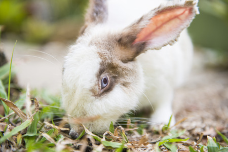 white and brown rabbit on grass, animal