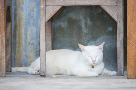white cat lying under the table, animalの写真素材