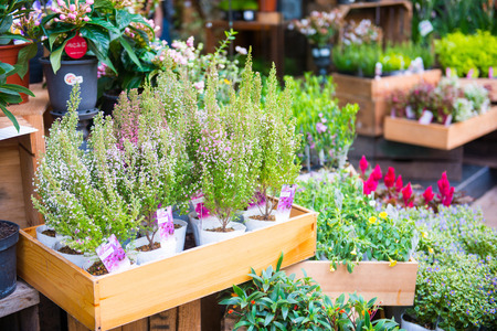 Mongkok, Hong Kong - September 24, 2016 : Flower and tree for sale in flower market, Hong Kong, floralのeditorial素材
