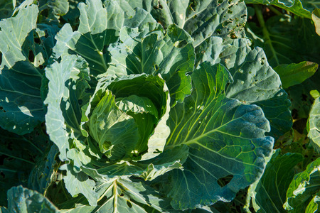 Cabbage planted on garden at Phu Tubburk, Phetchabun, Thailandの写真素材