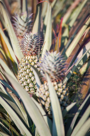 fresh pineapple growing up in garden, fruitの写真素材