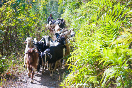 the mountain goats is walking to mountain, trekkingの写真素材