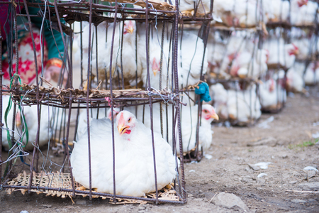 chicken in cage at food market , henの写真素材