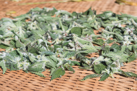 dry herb for cooking and medicine in Nepal, plantの写真素材