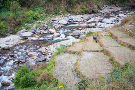 vegetable garden on the mountain, Natureの写真素材