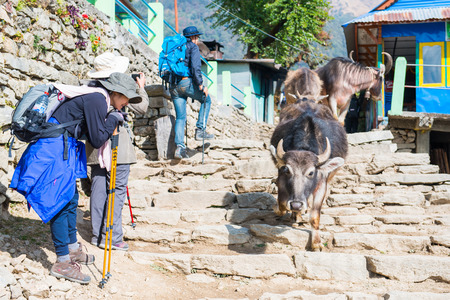 Nepal - 25 december 2016 ::buffalo walk down on staircase with traveller , Nepalのeditorial素材