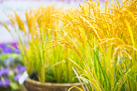 rice plant simulation for decorate home , handcraftの写真素材