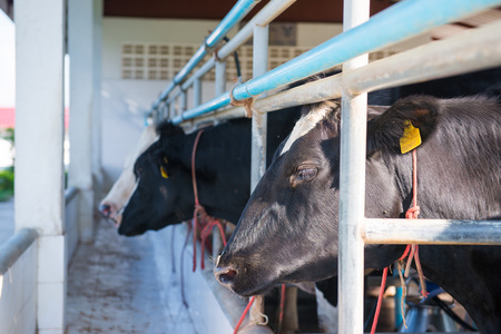 Black and white cow in dairy farm, animal