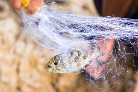 Fish in fishing nets, fish catching