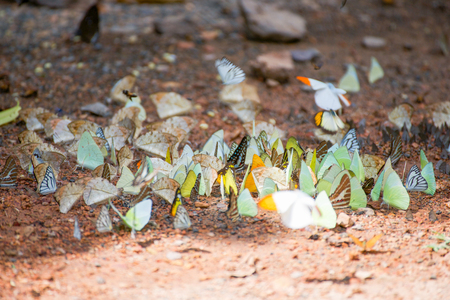 Group of butterflies on the ground, Kaeng Krachan National Park, Thailandの写真素材