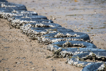 fossil seashell on old tire area at the mangrove, nature
の写真素材