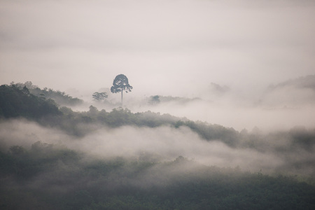 Landscape of misty mountain forest covered hills at khao khai nui, Phang-ngaの写真素材
