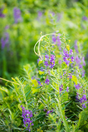 For get me not flower in garden, blossomの写真素材