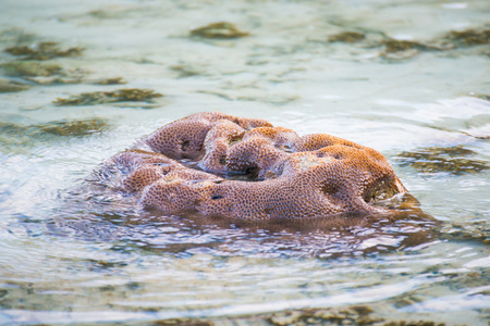 Coral after low tide at Horse Shoe Island in Myanmar