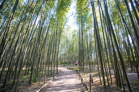 Bamboo Forest in Arashiyama, Kyoto, Japanのeditorial素材