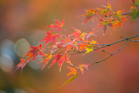 Maple leaves change color in autumn season, Japan