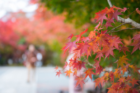 Maple leaves change color in autumn season, Japan
の写真素材