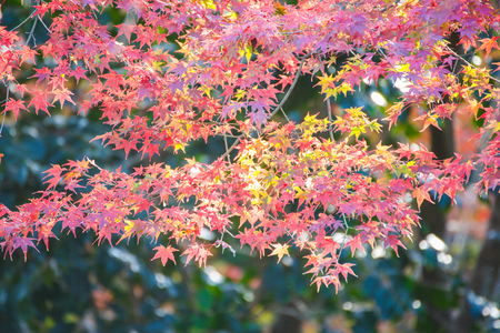 Maple leaves change color in autumn season, Japan
の写真素材