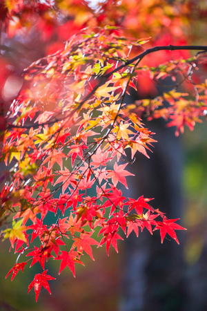 Maple leaves change color in autumn season, Japan
の写真素材