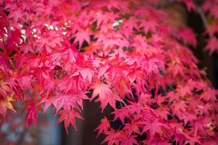 Maple leaves change color in autumn season, Japanの写真素材