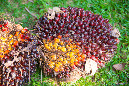 Fresh palm oil from palm garden, plant
の写真素材