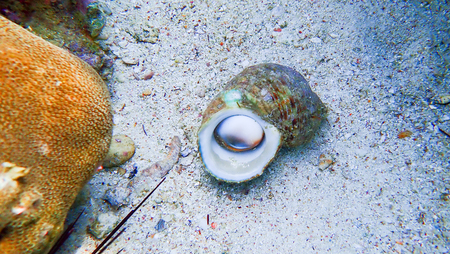 Shellfish on the seabed in underwater, marineの写真素材