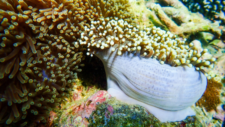 Beautiful coral reef in underwater, marineの写真素材