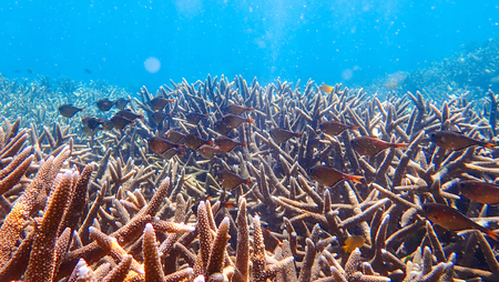 Coral reef and tropical fish underwater, marine lifeの写真素材