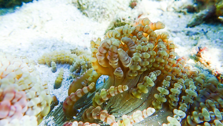 Beautiful coral reef in underwater, marine