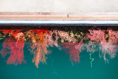 Beautiful coral reef in underwater, natureの写真素材