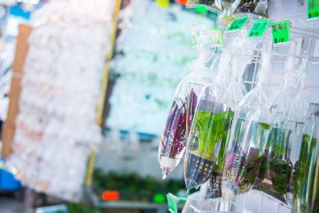 Goldfish in plastic bags for sale at goldfish street in Mong Kok district, Hong Kongの写真素材