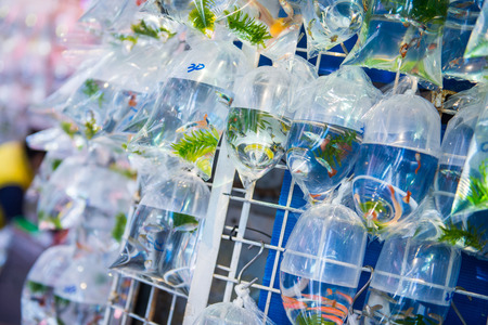 Goldfish in plastic bags for sale at goldfish street in Mong Kok district, Hong Kongの写真素材