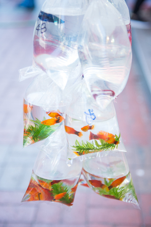 Goldfish in plastic bags for sale at goldfish street in Mong Kok district, Hong Kongの写真素材