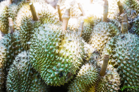 Durian king of fruit fresh from garden, fruit