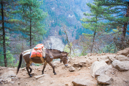 donkeys caary baggage and appliances on the mountain , animalsの写真素材