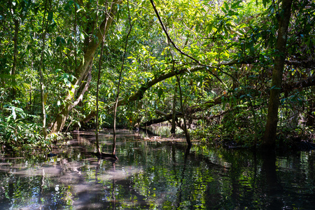 22 December 2018-Thailand::travel mangrove forest by rowboat,journeyのeditorial素材