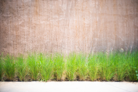 plain wall and green grass,partitionの写真素材