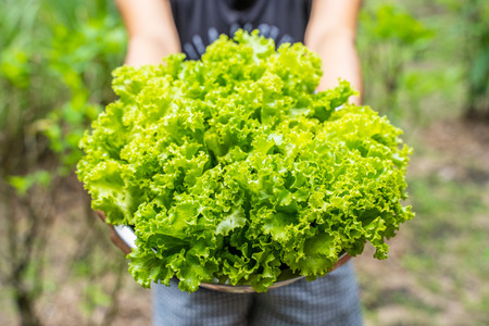 fresh green oak lettuce from farm,vegetable
