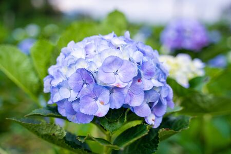 Hydrangea flower garden at Chiang Mai,Thailandの写真素材