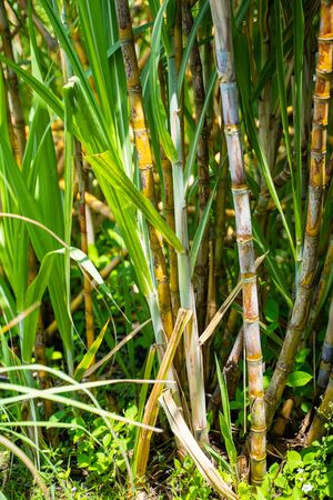 fresh sugarcane from garden,caneの写真素材