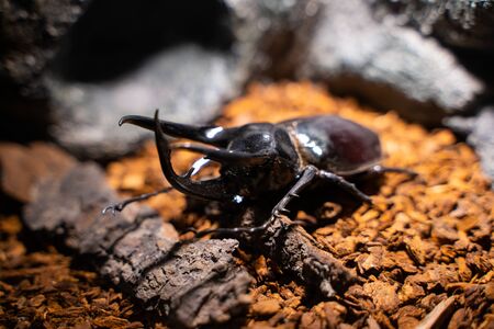 close up beetle insect staff for show,bugの写真素材