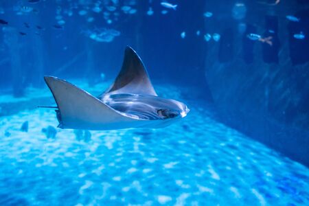 Phuket, Thailand- 29 october 2019 : stingray at Aquarium in Phuket, Thailand