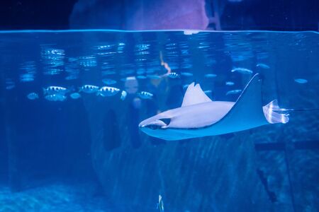 Phuket, Thailand- 29 october 2019 : stingray at Aquarium in Phuket, Thailand