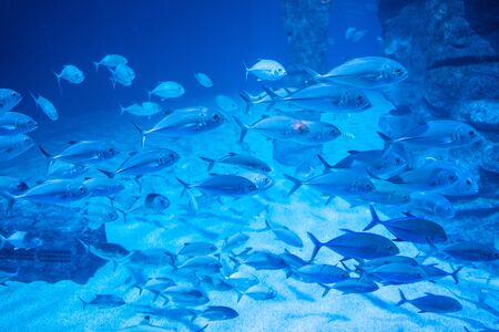 Phuket, Thailand- 29 october 2019 : Aquarium in Phuket, Thailandのeditorial素材
