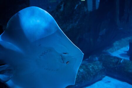 Phuket, Thailand- 29 october 2019 : stingray at Aquarium in Phuket, Thailandのeditorial素材