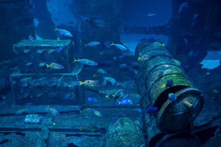 Phuket, Thailand- 29 october 2019 : Aquarium in Phuket, Thailand
