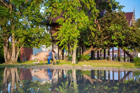 11 December 2019-phuket : plow rice field with buffalo, fieldのeditorial素材